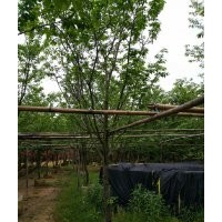 供應(yīng)6-10公分福建山櫻花袋苗假植苗