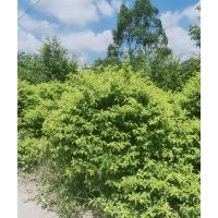 供應(yīng)80-150冠黃金葉球袋苗假植苗