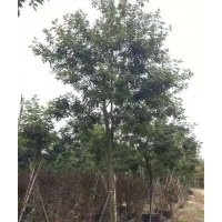 供應(yīng)7-15公分風(fēng)鈴木袋苗假植苗