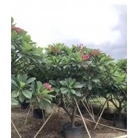 供應(yīng)6-20公分雞蛋花袋苗假植苗