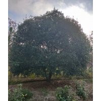 供應(yīng)丹桂金桂八月桂冠幅350-550公分紅梅紅楓垂絲海棠