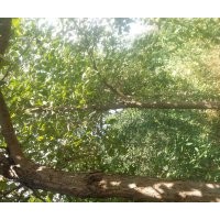 倒地處理楸樹！急急急！