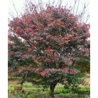 協(xié)燦苗木供應紅梅紅楓雞爪槭桂花染井吉野櫻無患子欒樹香樟