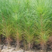 一年生濕地松容器苗批發(fā)供應(yīng)，高度20-40公分-湖北華青農(nóng)業(yè)