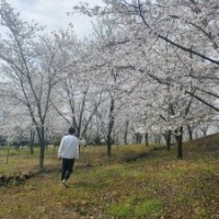 供應(yīng)叢生紫薇紅梅紅楓雞爪槭桂花丹桂羽毛楓染井吉野櫻