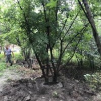 供應(yīng)四川成都元寶楓 基地批發(fā)價(jià)格