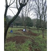 供應(yīng)羽毛楓櫻花海棠桂花紅楓雞爪槭紅梅海棠