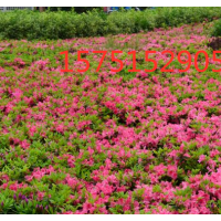 哪里有毛鵑 低價供應(yīng)