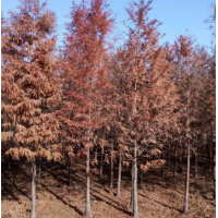 哪里有池杉貨源？ 江蘇池杉便宜 池杉供應(yīng)