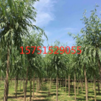 金絲垂柳哪里有低價貨源？ 20149金絲垂柳價格