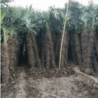 棕樹供應(yīng) 2019棕樹批發(fā) 哪里有棕樹貨源