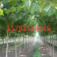 法國梧桐供應(yīng) 2019價格 哪里有法國梧桐貨源