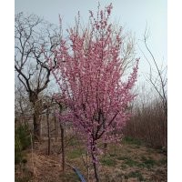 優(yōu)質(zhì)桃梅木