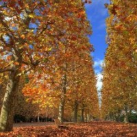 法桐，各種規(guī)格苗木供應（18621796707）