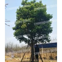 秋楓 自家苗場 自產自銷 精品批發(fā)