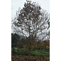 長期供應(yīng)廣玉蘭 白玉蘭 紫玉蘭 二喬玉蘭