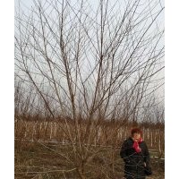 長(zhǎng)期供應(yīng)金銀木