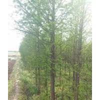 供應(yīng)浙江8公分落羽杉價格精品苗木批發(fā)基地