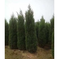 供應(yīng)湖南塔柏、松柏、高速公路專用塔柏