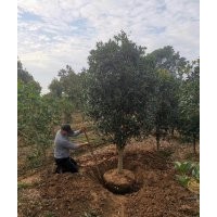 桂花1-30公分產(chǎn)地直銷、潢川金桂