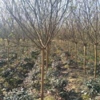 優(yōu)勢供應(yīng)紫薇、百日紅1-15供應(yīng)大量供應(yīng)、