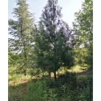 出售4米占地白皮松二三級貨