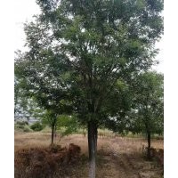 15-20公分國(guó)槐