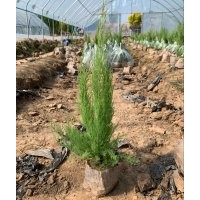 山東鹽松檉柳容器苗基地