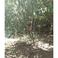 紅葉碧桃6公分20000顆，河南貨源