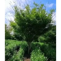 嵊州協(xié)燦供精品羽毛楓櫻花紅梅叢生紫薇櫸樹(shù)雞爪槭紅楓桂花