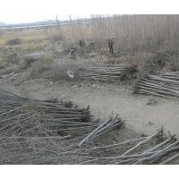 1-20cm胡楊樹苗出售價格合理求購佳選