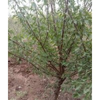 供10公分紅梅12公分紅梅15公分紅梅公分紅梅20公分