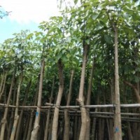 出售5-18公分光棍、骨架紅花風鈴木