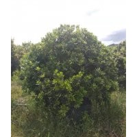 供應(yīng)150-350高楊梅樹袋苗假植苗