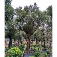 供應(yīng)15-30公分全冠骨架香樟袋苗假植苗