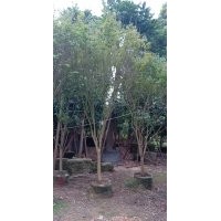 供應(yīng)7-15公分雞爪槭袋苗假植苗