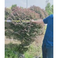 供應(yīng)80-150冠紅花繼木球