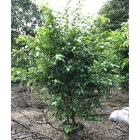 供應(yīng)100-200高垂葉榕袋苗假植苗