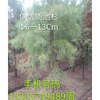 供應優(yōu)質池杉6-13公分