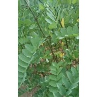 1年生刺槐苗大量出售