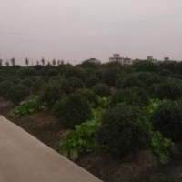 浙江蕭山海桐球黃楊球農(nóng)民自種，誠信出售