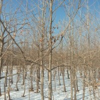 出售，銀杏5，6，7，8，公分