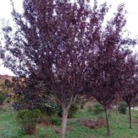 自家紫葉李出售紫葉李供應紫葉李批發(fā)