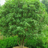 叢生桂花3-6條北京大苗圃基地購樹木市排價(jià)