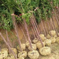 地徑4～6公分的紅豆杉，80萬株