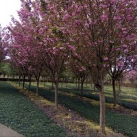 供應(yīng)四川成都櫻花日本晚櫻 早櫻 基地批發(fā)價(jià)格
