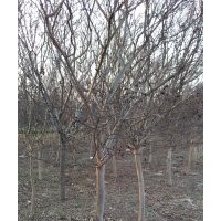 紫薇：4-5公分，200棵,5-6公分，200棵,6-7公分/200棵