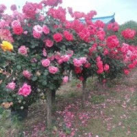 獨桿高桿月季地徑3-6公分北京大苗圃基地購樹木市排價