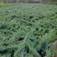 爬地柏高0.3-0.8米北京大苗圃基地購樹木市排價