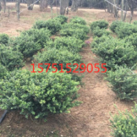 【龜甲冬青球】龜甲冬青球_價格_圖片_產(chǎn)地報價表